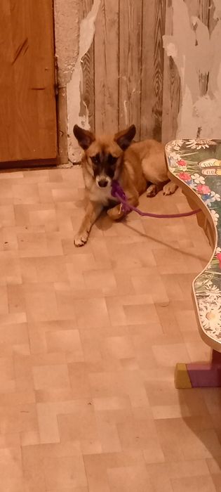 Отдам собаку даром