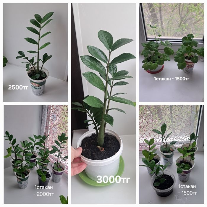 Долларовое , пеларгония, каланхоэ, диффенбахия