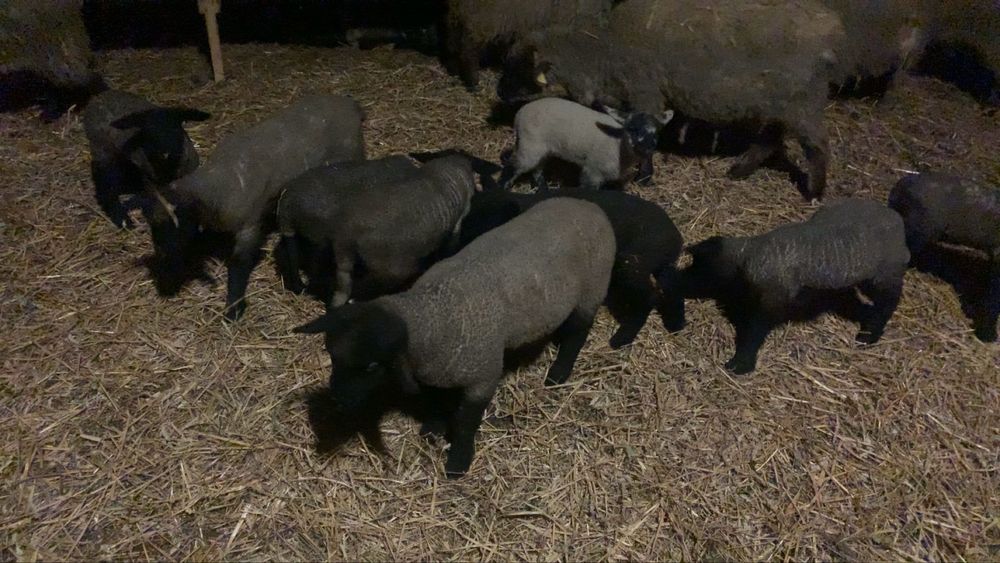 Vând miei sugari de lapte