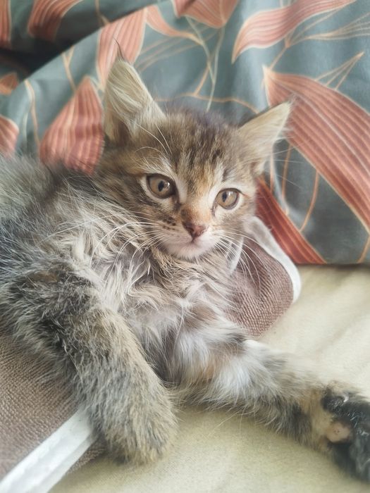 Отдам котенка!!!