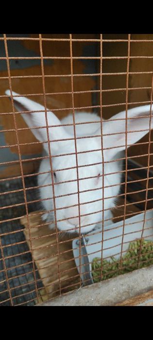 Продам кроликов оптом