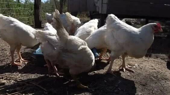 Продаются куры несушки