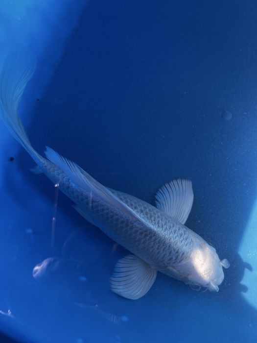 Koi balig’i sotiladi