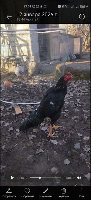 Дакан Хороз Яахши Нарса 11 Оилик.