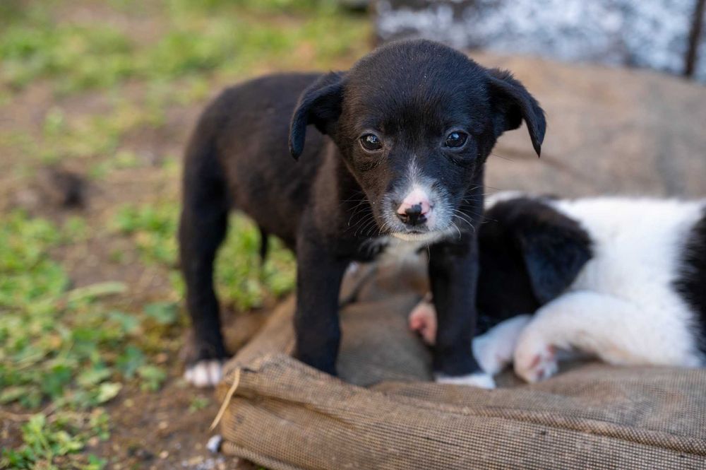 Кученца/котенце за осиновяване