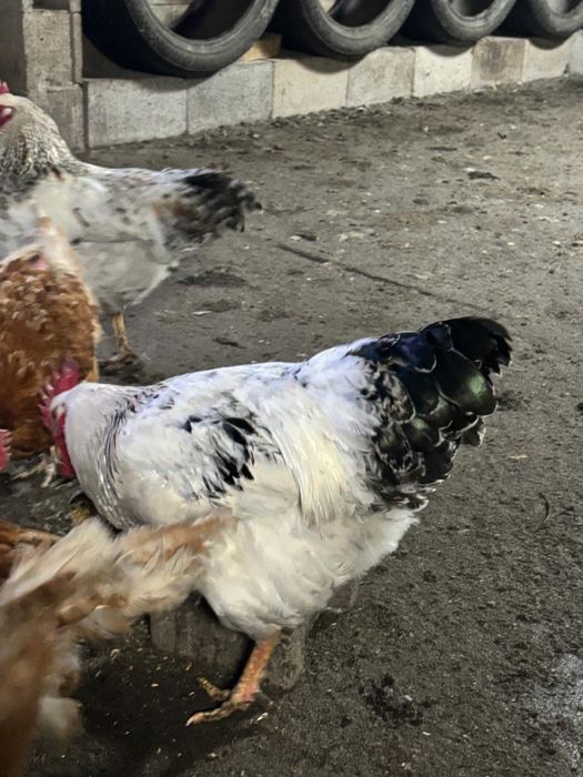 Продам петухов домашних
