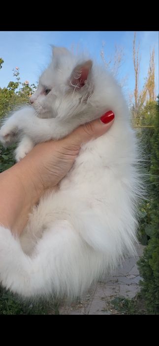 Мейн Кун эксклюзивный белый окрас
