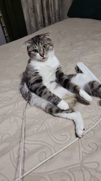 Отдам кошку в хорошие руки