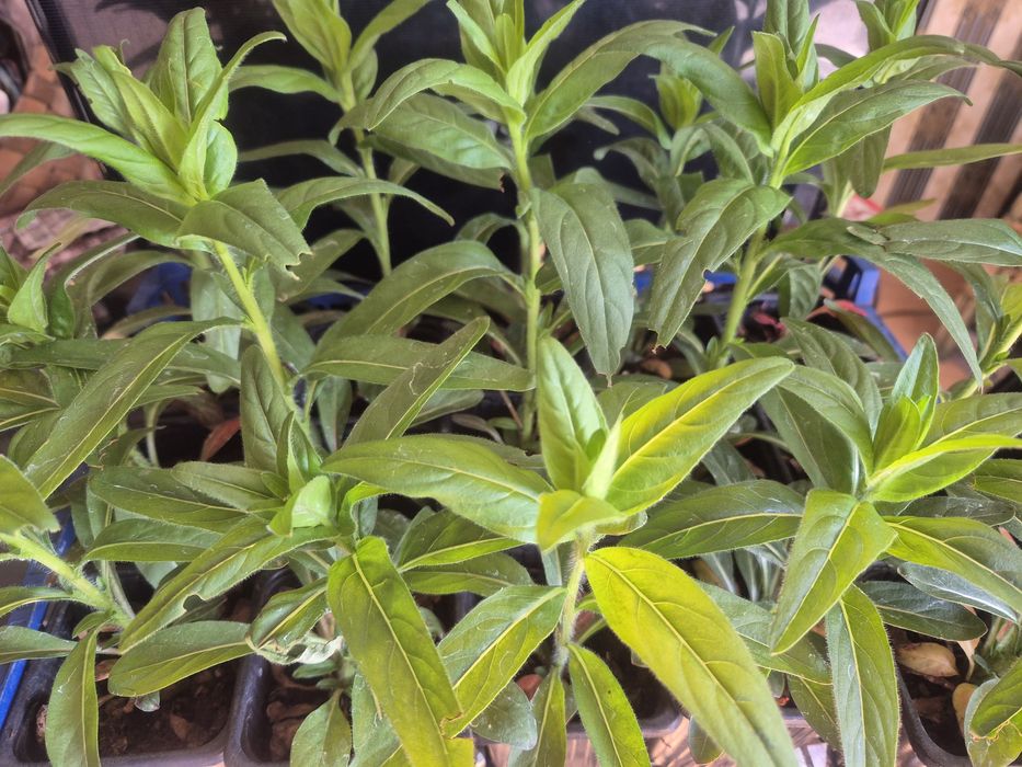 Жълта  Йонотера в саксии