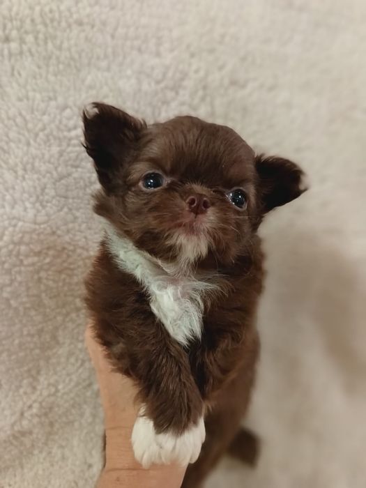 Чихуахуа шоколадного окраса