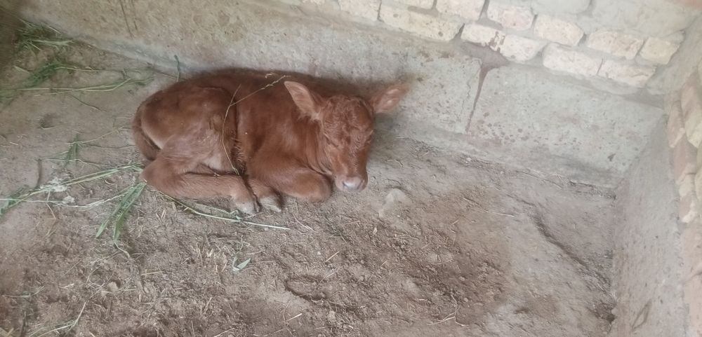 Жондор калсо олдида