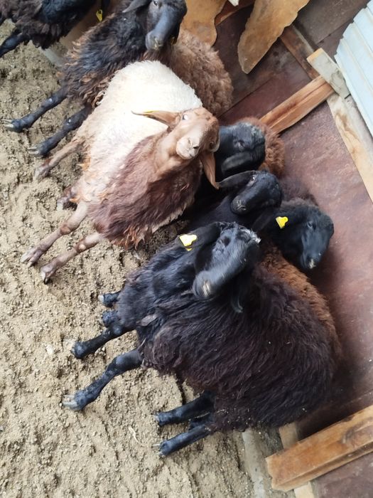 Қой,тоқты сатылады