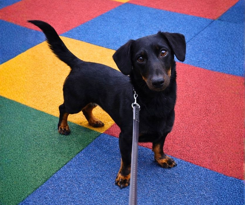 Такса-мальчик, 1 год, идеальный характер