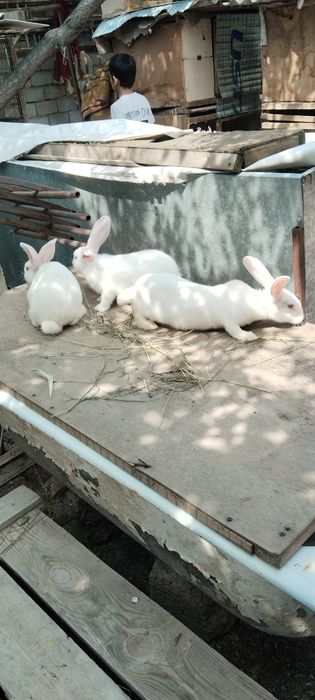 Quyon gosh bor sivejiy