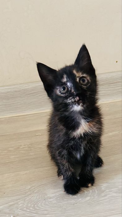 Котенок 2 месяца