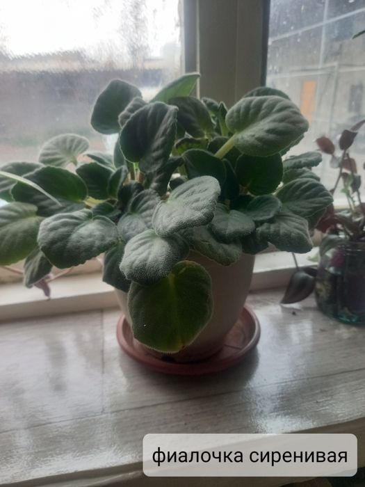 Комнатные цветочки