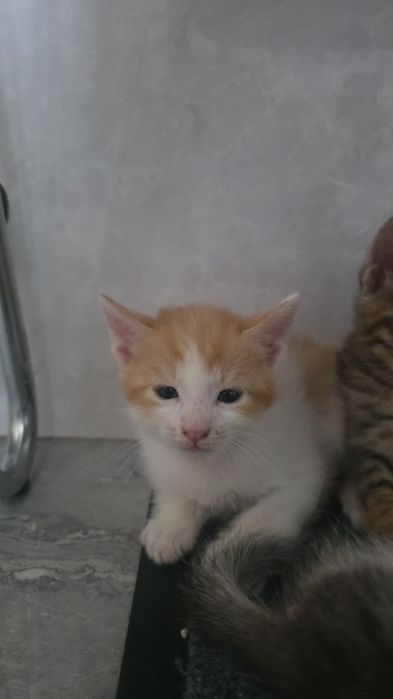 Отдам котят даром
