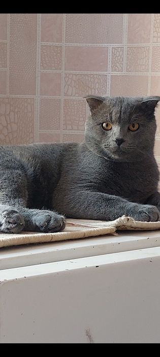 Vyazkaga qiz mushuklarni uchradhuvga taklif qiladi..