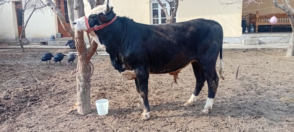 Novos Hokiz sotiladi