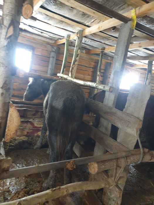 Тай с откорма 2 головы