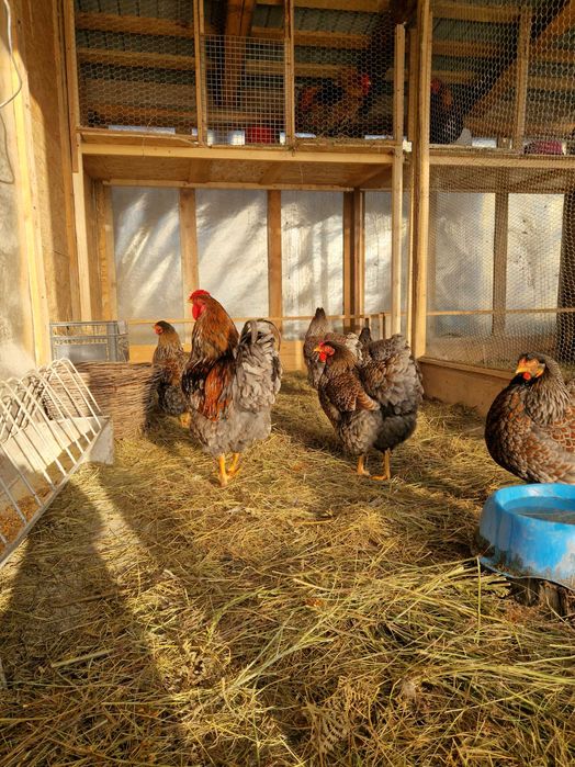 Oua de incubat găina