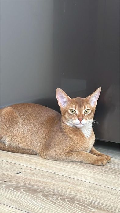 Абисинская  кошка