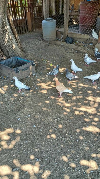 De vinzare iepuri berbec si porumbei de mai multe rase