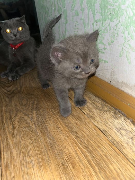 Кошка Шотландский