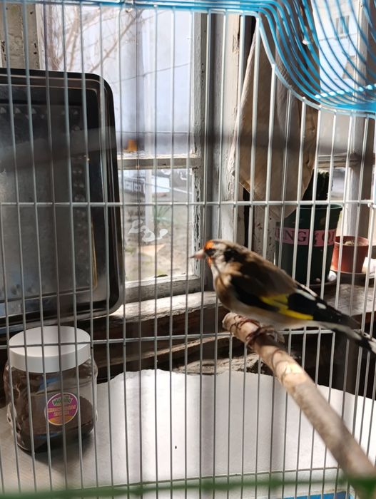 Ассалому алейкум норча дурагай сотилади, тинмиди сайрашда