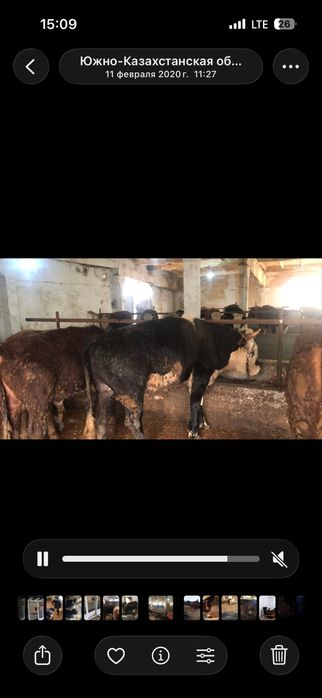 Бордакы ферма аренда,:/ срочно !?