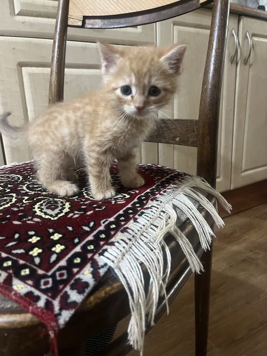 Отдадим в хорошие руки котят