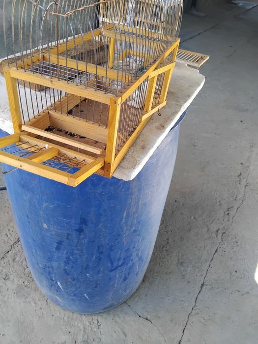 Продам Седоголового щегла.