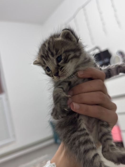 Отдам маленьких котят в добрые руки