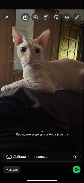 Сфинкс вязка мальчик