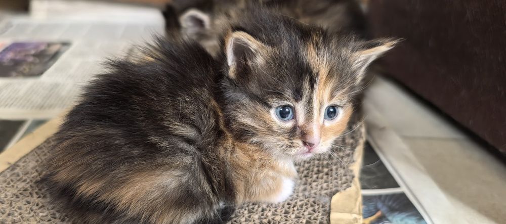 Отдам котят в хороший руки