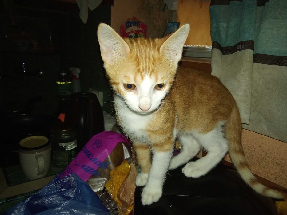 Котенца от Каварна тирсят дом