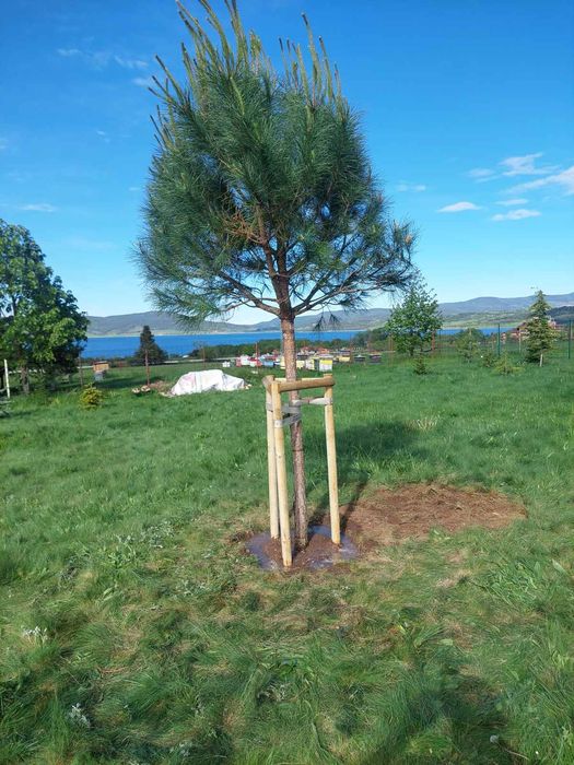 Парцел на Цигов чарк 1250 Квадратни метра