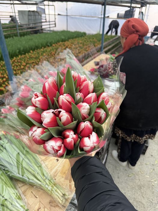 Тюльпаны качество высшее