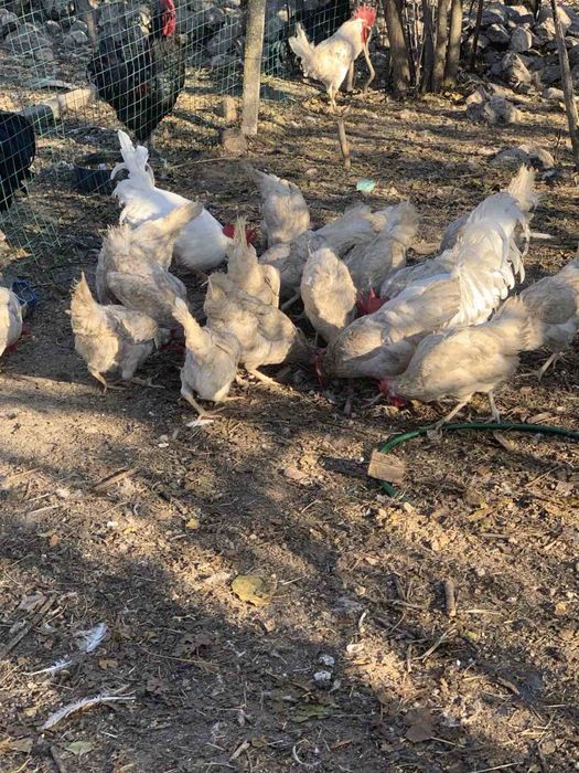 Лекхорн , заплодени яйца