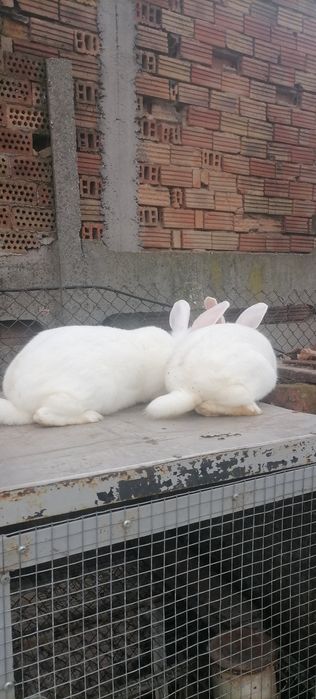 Продавам зайци..