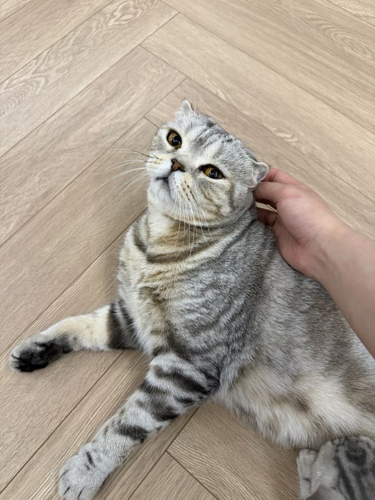 Шотландская прямоухая девочка