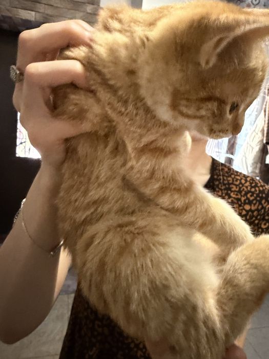 Котенок бесплатно