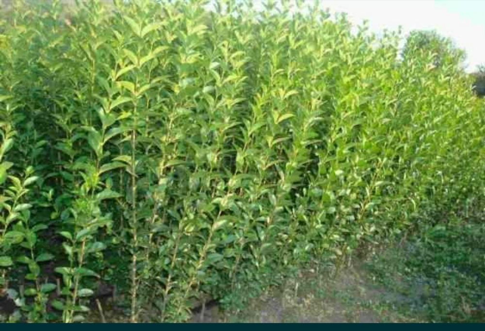 Gard viu  Lemn cainesc