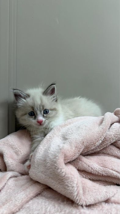 Котенок Рэгдолл 2 месяца мальчик