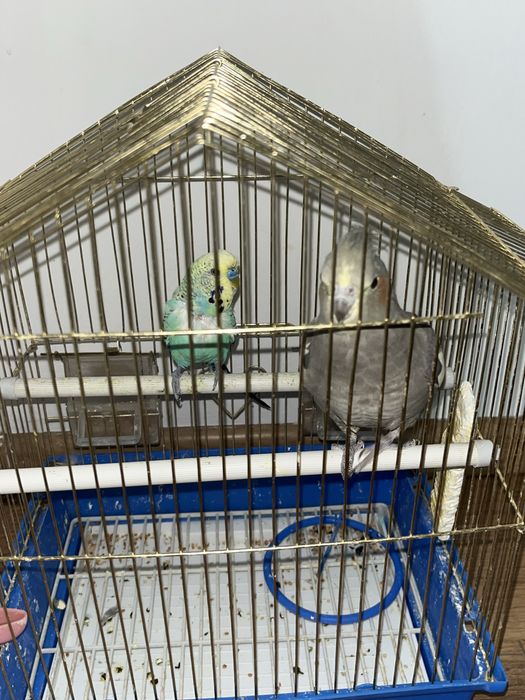 Папугай өтте сұлу