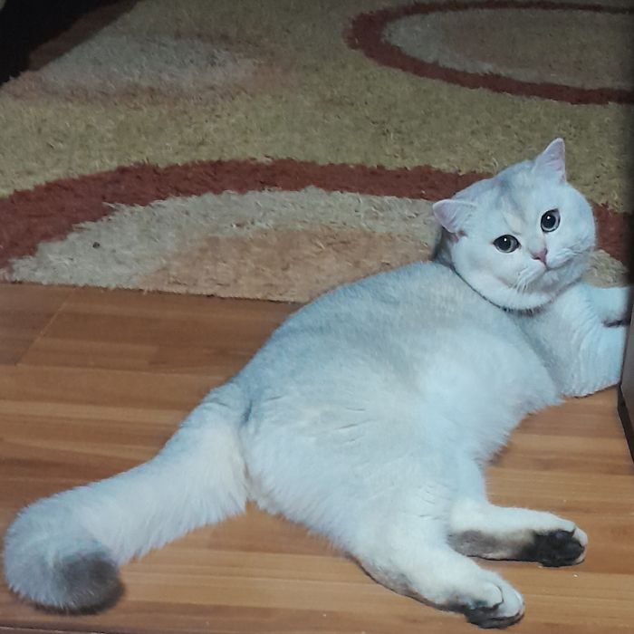 Продается шикарный мальчик скотишфолд, шиншилла шоколадное золото.