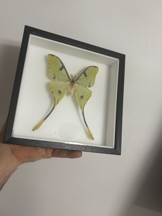 Rare Praying Mantis Butterfly Framed Insect Art Cadou Inedit Fluture Mantis Rama Decor Exotic 70 Euro Praying Mantis Butterfly Framed Art entomologice