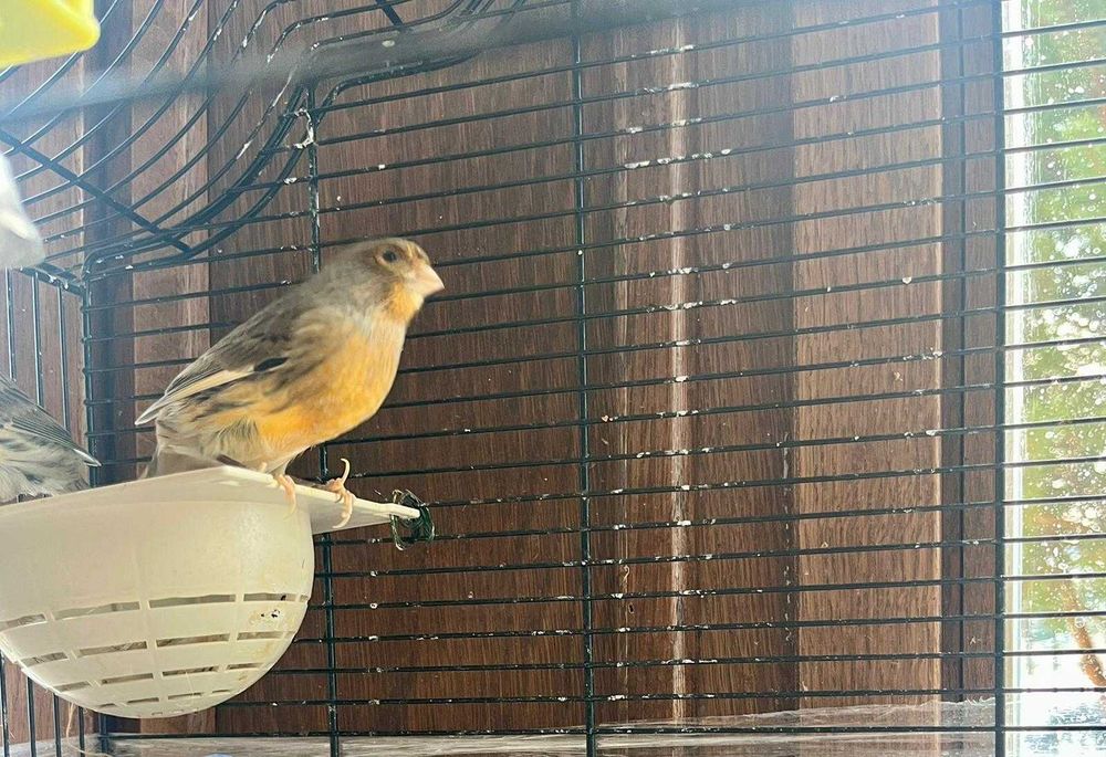 Vând Canari Timbrado