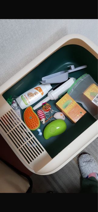 Продам шотландского котенка