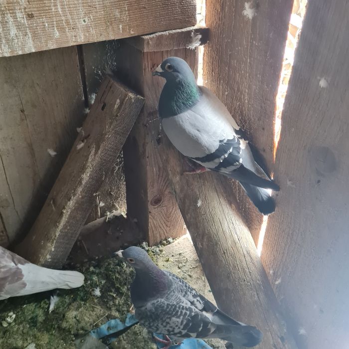 Vând  porumbei  viajori